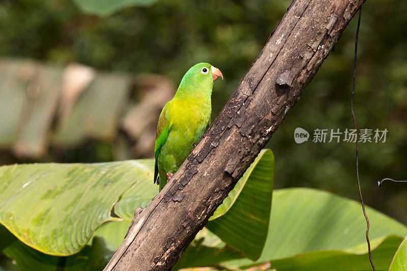 橙色长尾小鹦鹉(Brotogeris jugularis)或托维长尾小鹦鹉坐在树枝上，哥斯达黎加